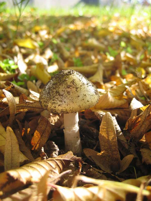 Amanita phalloides